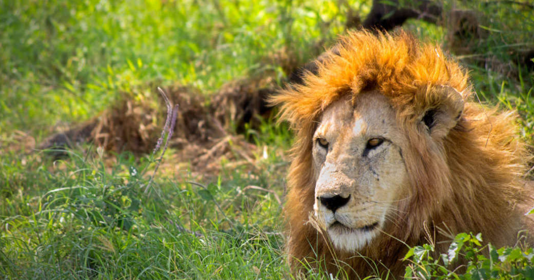 kilimanjaro classic safaris