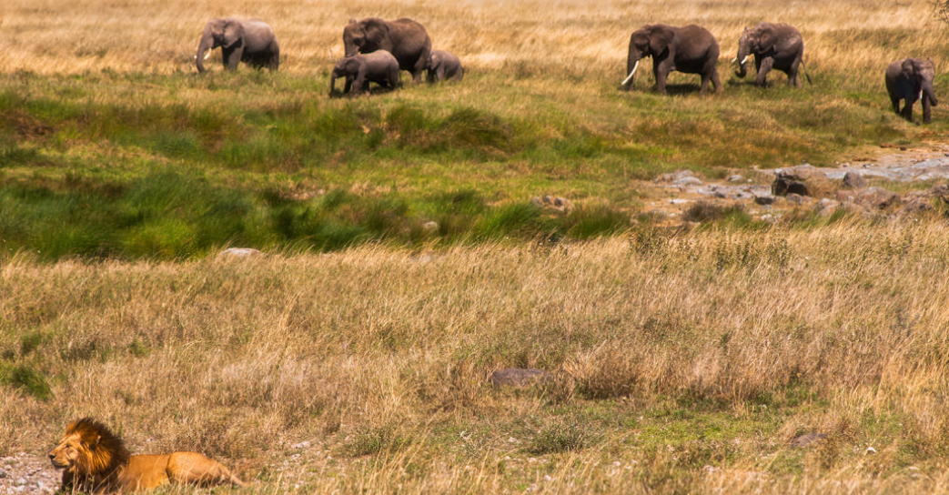 kilimanjaro classic safaris