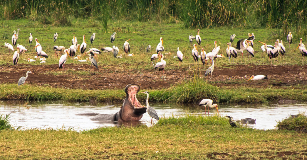 kilimanjaro classic safaris